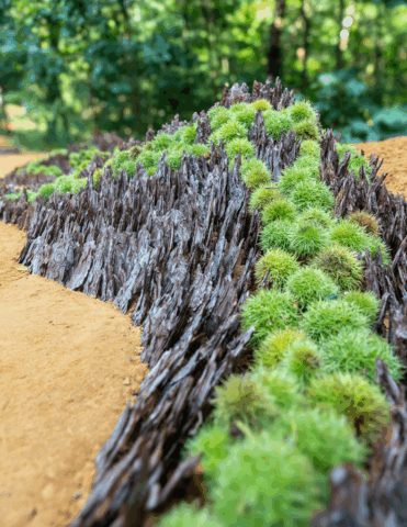 Land Art: winnaar publieksprijs Nature Art 2024, Halle / winner of the people's choice award Nature Art 2024, Halle