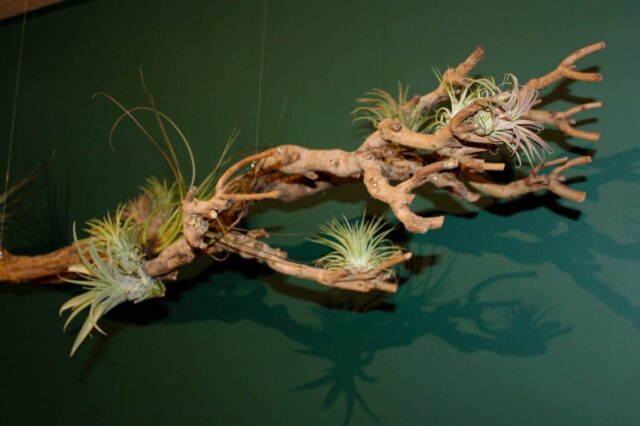 Decoratie Helon Architecten, Halle - zwevende constructie Tillandsia