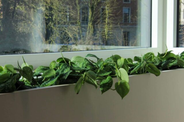 Decoratie Helon Architecten, Halle - opmaak plantenbak