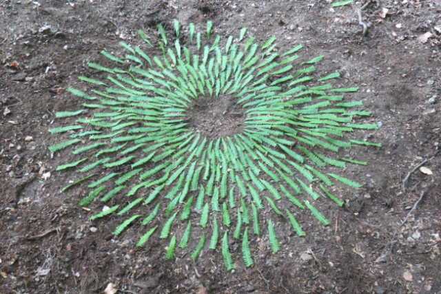 Land Art: bladeren / leaves