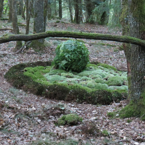 Land Art: in het bos met mos / in the woods with moss