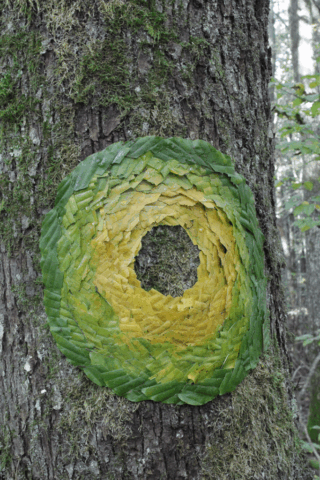 Land Art: blad applicatie op stam / applying leaves on tree