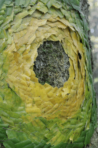 Land Art: blad applicatie op stam / applying leaves on tree