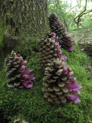 Land Art: dennenappels en digitalis / pine cones with digitalis