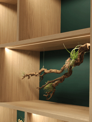 Decoratie Helon Architecten, Halle - zwevende constructie Tillandsia