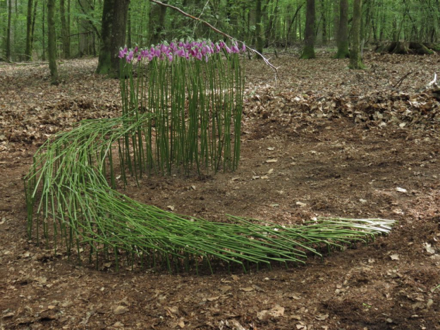 Land Art: gras en digitalis / grass and digitalis