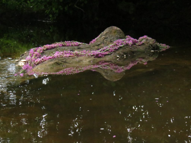 Land Art: paarse bloemen op hout reflectie / purple flowers  on wood reflection