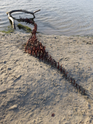 Land Art: water en peulen / water and pods