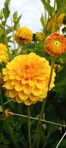 Pluktuin Eldiemus Roosdaal